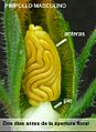 Cucurbita pepo "zapallo de Angola" semillería La Paulita - flor masculina y anteras (VEP01) dos días antes de la antesis