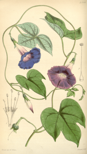 Archivo:Curtis's Botanical Magazine, Plate 4289 (Volume 73, 1847)