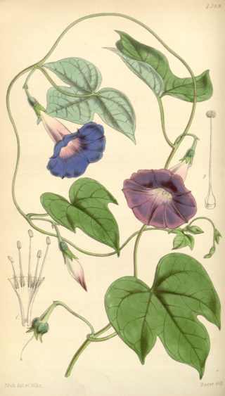 Curtis's Botanical Magazine, Plate 4289 (Volume 73, 1847).png