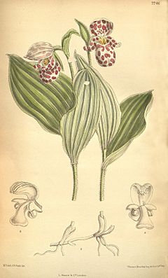 Archivo:Cypripedium guttatum