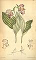 Cypripedium guttatum