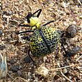 Cysteodemus armatus031611