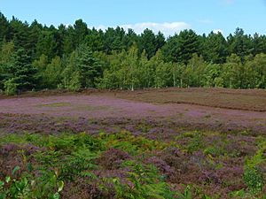Archivo:Dersingham bog heather