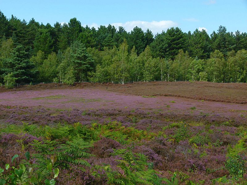 Dersingham bog heather