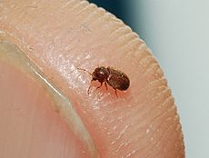 Drugstore beetle 02.jpg