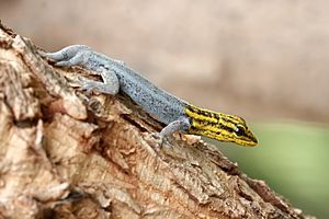 Archivo:Dwarf yellow-headed gecko2