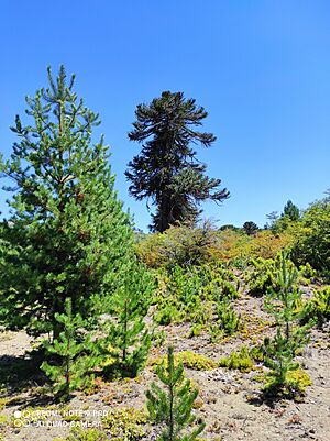 Archivo:Eine einzelne alte Araucaria araucana wird von eingeschleppten, schnell wachsenden und sich verbreitenden Kiefern bedroht
