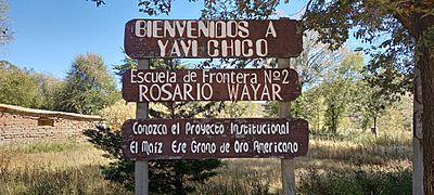 El maíz es grano de oro americano Yavi Chico