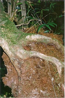 Elaeocarpus holopetalus hemiepiphyte Devils Creek Tantawangalo.jpg
