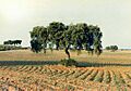 Encina2