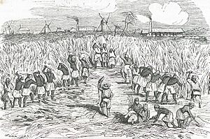 Archivo:Esclaves coupant la canne, gravure publiée en 1842