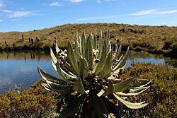 Espeletia brachyaxiantha 2.jpg