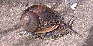 Archivo:European brown snail