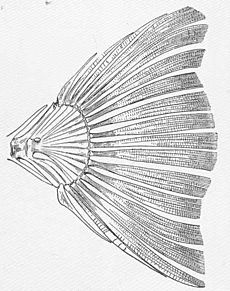 Archivo:FMIB 52170 Homocercal tail of a Flounder, Paralichthys californicus