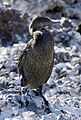 Flightless Cormorant Phalacrocorax harrisi -Isabela -Elizabeth Bay2