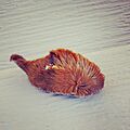 Furry Puss Caterpillar 2014