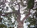 Glochidion ferdinandi tree