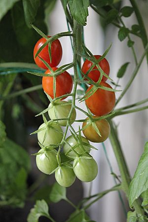 Archivo:Grape tomato cluster partially ripened