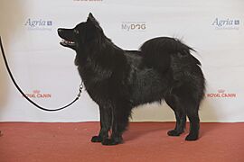 Grupp 5 SVENSK LAPPHUND, DK JV-14 NORD JV-14 Lillmusties Troja (23659980974)
