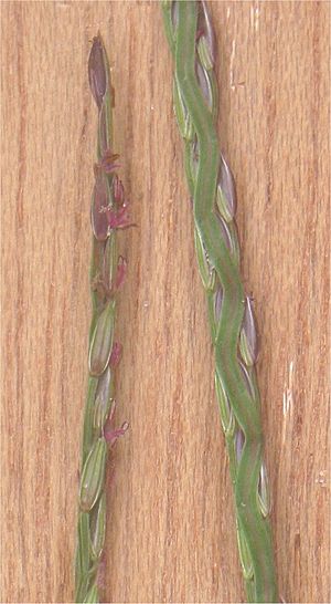 Archivo:Harig vingergras aartjes (Digitaria sanguinalis spikes)
