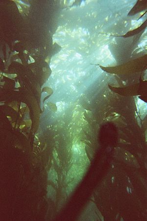Archivo:Kelp Forest off of Anacapa Island California
