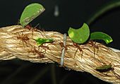 Archivo:Leaf cutter ants arp