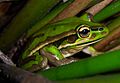Litoria aurea green