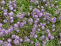Lobularia maritima