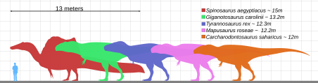 Archivo:Longest theropods