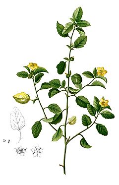 Archivo:Malvastrum coromandelianum Blanco2.251-cropped