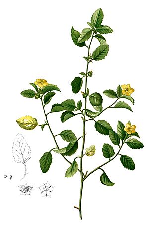 Archivo:Malvastrum coromandelianum Blanco2.251-cropped