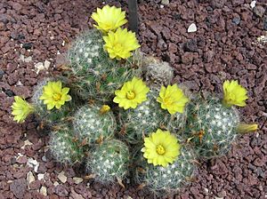 Mammillaria baumii.jpg