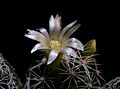 Mammillaria vetula ssp gracilis 14