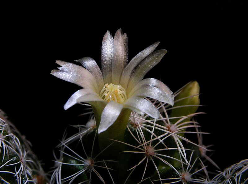 Mammillaria vetula ssp gracilis 14