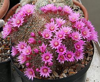 Mammillaria zeilmanniana.jpg