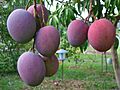 Mango TommyAtkins04 Asit