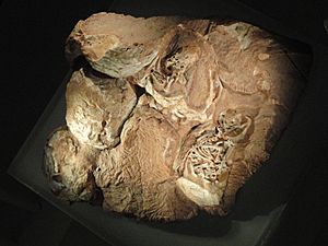 Archivo:Massospondylus egg clutch with embryos (cast), Golden Gate National Park, South Africa, Early Jurassic - Royal Ontario Museum - DSC00145