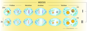 Archivo:Meiosis mx