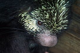 Mexican-hairy-porcupine-1
