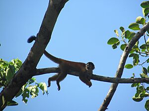Archivo:Mono ardilla en Puerto Armuelles, Panamá (Panamanian Squirrel Monkey) 02