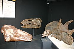 Museum of the Rockies Dinosaur Heads.JPG