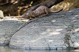 Archivo:Neotropical River Otter