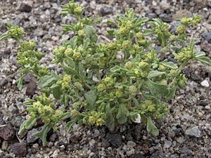 Archivo:Nevada wormwood, Euphrosyne nevadensis (formerly Iva nevadensis) (16242795382)