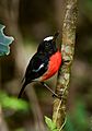 Norfolk Robin (Petroica multicolor) in the Norfolk Island