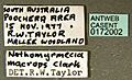 Nothomyrmecia macrops casent0172002 label 1