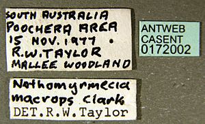 Archivo:Nothomyrmecia macrops casent0172002 label 1