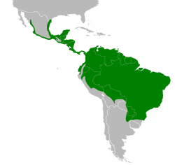 Distribución geográfica del chotacabras pauraque.