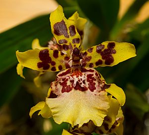 Archivo:Oncidium sphacelatum (42116)