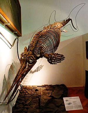 Archivo:Ophthalmosaurus icenicus Tubingen