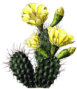 Archivo:Opuntia sulphurea BlKakteenT136